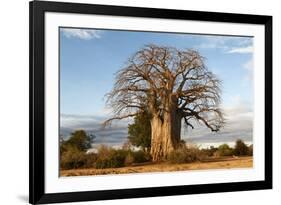 Baobab Tree-Michele Westmorland-Framed Photographic Print