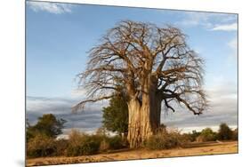 Baobab Tree-Michele Westmorland-Mounted Photographic Print