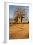 Baobab Tree-Michele Westmorland-Framed Photographic Print