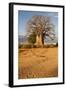 Baobab Tree-Michele Westmorland-Framed Photographic Print