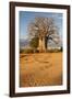 Baobab Tree-Michele Westmorland-Framed Photographic Print