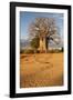 Baobab Tree-Michele Westmorland-Framed Photographic Print