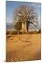 Baobab Tree-Michele Westmorland-Mounted Photographic Print