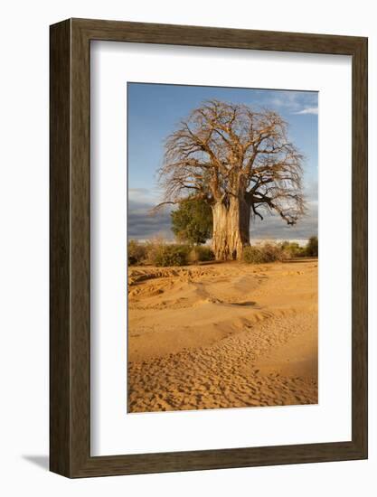 Baobab Tree-Michele Westmorland-Framed Photographic Print