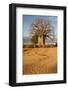 Baobab Tree-Michele Westmorland-Framed Photographic Print