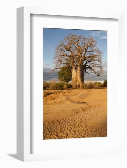 Baobab Tree-Michele Westmorland-Framed Photographic Print