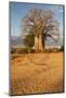 Baobab Tree-Michele Westmorland-Mounted Photographic Print