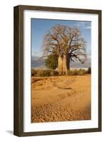 Baobab Tree-Michele Westmorland-Framed Photographic Print