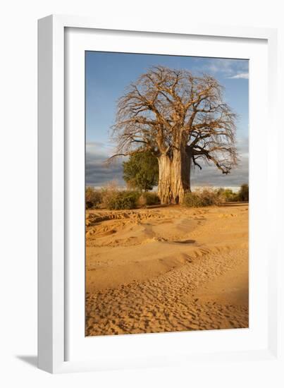 Baobab Tree-Michele Westmorland-Framed Photographic Print