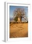 Baobab Tree-Michele Westmorland-Framed Photographic Print