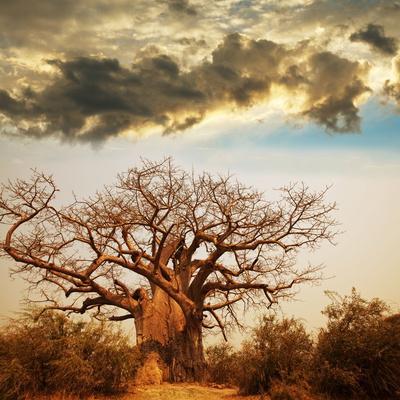 https://imgc.allpostersimages.com/img/posters/baobab-tree_u-L-Q104F6K0.jpg?artPerspective=n