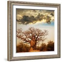 Baobab Tree-Andrushko Galyna-Framed Photographic Print