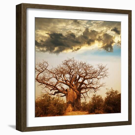 Baobab Tree-Andrushko Galyna-Framed Photographic Print