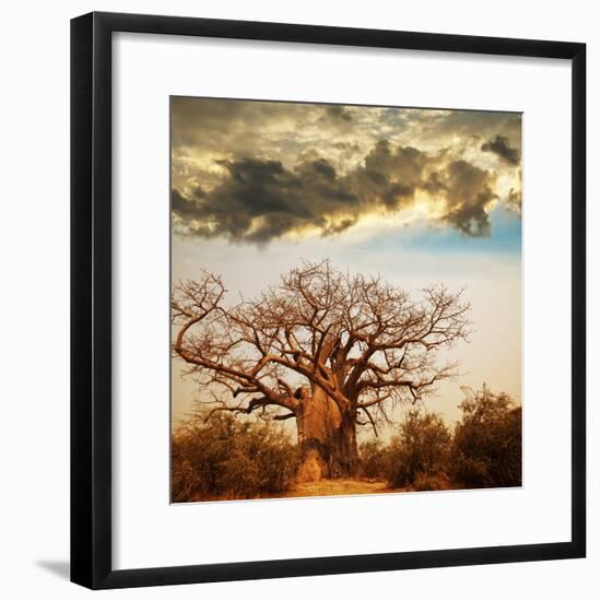 Baobab Tree-Andrushko Galyna-Framed Photographic Print