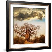 Baobab Tree-Andrushko Galyna-Framed Photographic Print