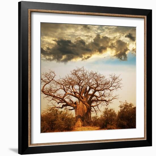 Baobab Tree-Andrushko Galyna-Framed Photographic Print