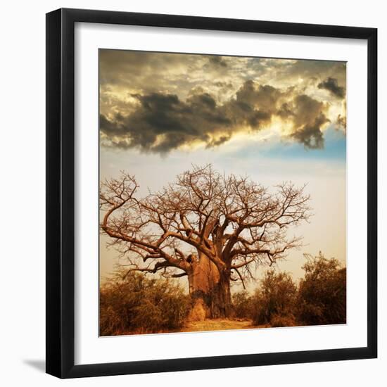 Baobab Tree-Andrushko Galyna-Framed Photographic Print