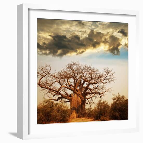 Baobab Tree-Andrushko Galyna-Framed Photographic Print