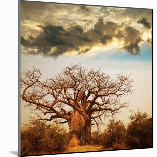 Baobab Tree-Andrushko Galyna-Mounted Photographic Print