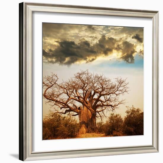 Baobab Tree-Andrushko Galyna-Framed Photographic Print