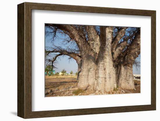 Baobab Tree-Andrushko Galyna-Framed Photographic Print