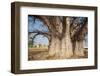 Baobab Tree-Andrushko Galyna-Framed Photographic Print