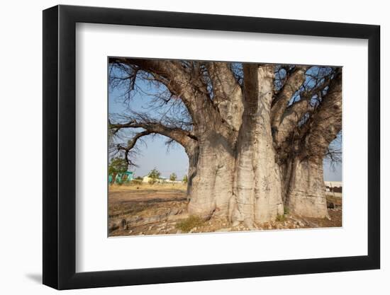 Baobab Tree-Andrushko Galyna-Framed Photographic Print