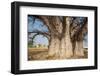 Baobab Tree-Andrushko Galyna-Framed Photographic Print