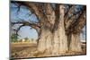 Baobab Tree-Andrushko Galyna-Mounted Photographic Print