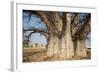 Baobab Tree-Andrushko Galyna-Framed Photographic Print