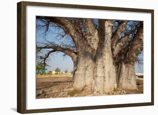 Baobab Tree-Andrushko Galyna-Framed Photographic Print