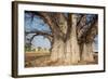 Baobab Tree-Andrushko Galyna-Framed Photographic Print