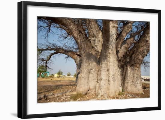 Baobab Tree-Andrushko Galyna-Framed Photographic Print