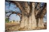 Baobab Tree-Andrushko Galyna-Mounted Photographic Print