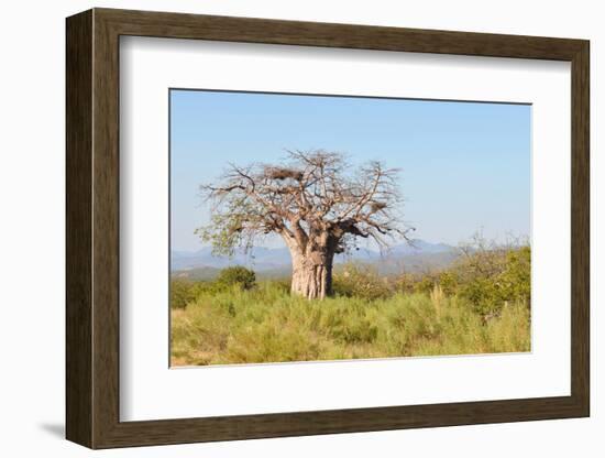 Baobab Tree-Grobler du Preez-Framed Photographic Print