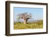 Baobab Tree-Grobler du Preez-Framed Photographic Print