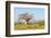 Baobab Tree-Grobler du Preez-Framed Photographic Print