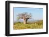 Baobab Tree-Grobler du Preez-Framed Photographic Print