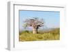 Baobab Tree-Grobler du Preez-Framed Photographic Print