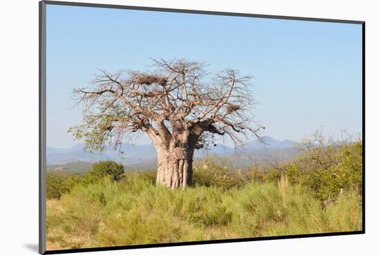Baobab Tree-Grobler du Preez-Mounted Photographic Print