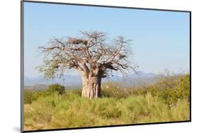 Baobab Tree-Grobler du Preez-Mounted Photographic Print