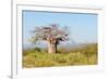 Baobab Tree-Grobler du Preez-Framed Photographic Print