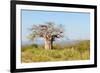 Baobab Tree-Grobler du Preez-Framed Photographic Print