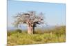 Baobab Tree-Grobler du Preez-Mounted Photographic Print