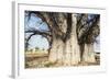 Baobab Tree-Andrushko Galyna-Framed Photographic Print