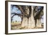 Baobab Tree-Andrushko Galyna-Framed Photographic Print