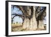 Baobab Tree-Andrushko Galyna-Framed Photographic Print