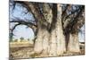 Baobab Tree-Andrushko Galyna-Mounted Photographic Print