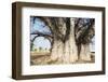 Baobab Tree-Andrushko Galyna-Framed Photographic Print