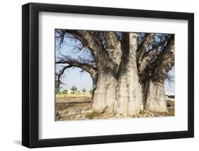 Baobab Tree-Andrushko Galyna-Framed Photographic Print